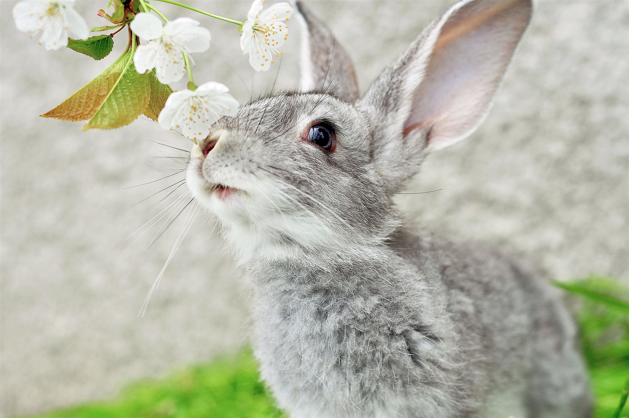 Blossoms, Flowers, Rabbits, Easter, Bunny Wallpaper