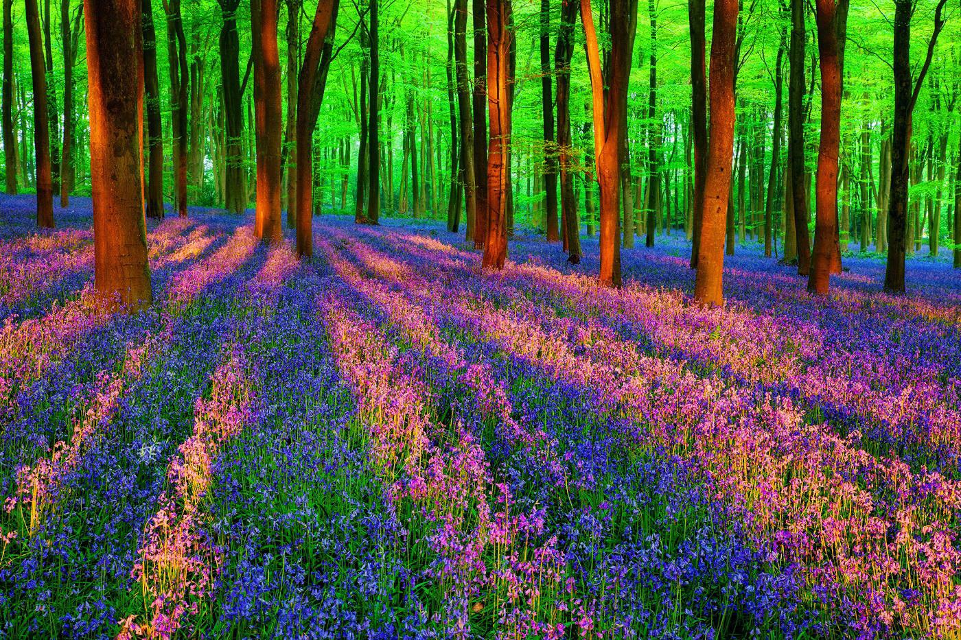 Spring Forest Desktop Wallpaper
