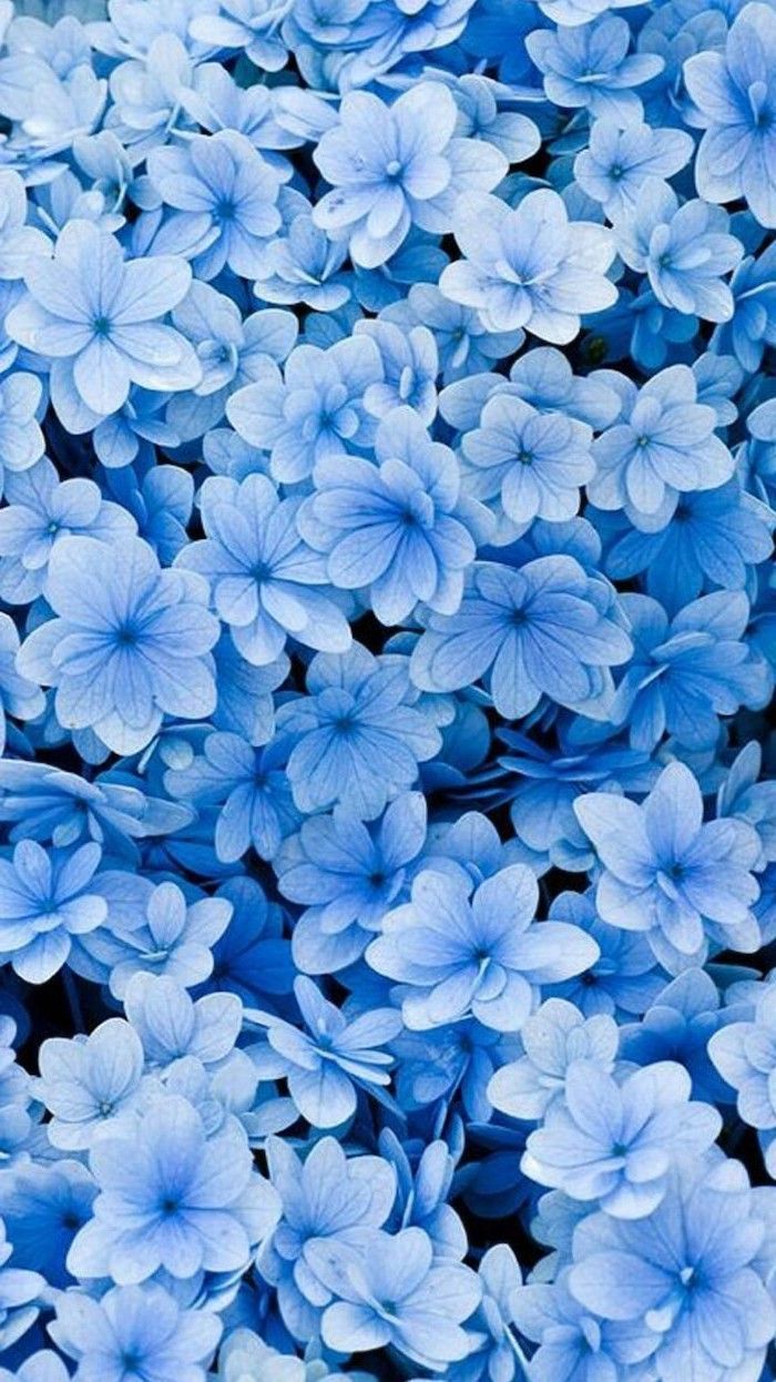 Blue Flowers Phone Wallpaper Free Blue Flowers Phone