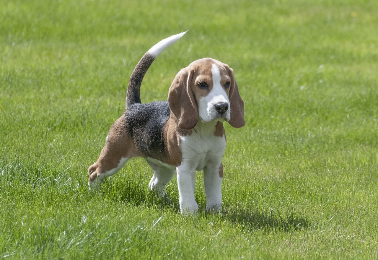 Spring Beagles Wallpapers - Wallpaper Cave