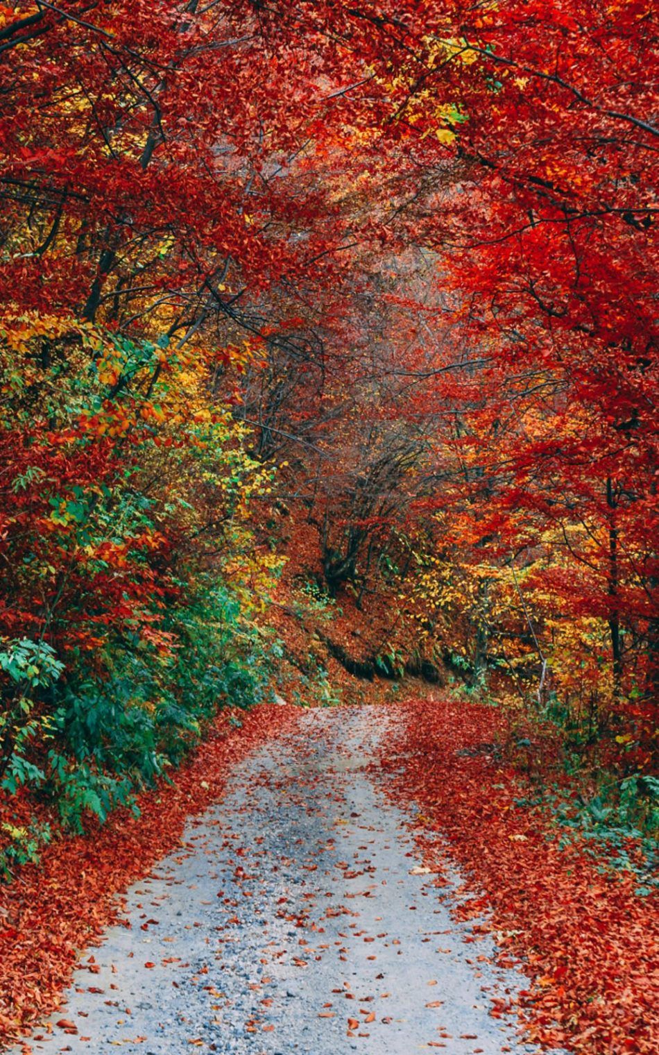 Colorful Autumn Fall Roadway HD Mobile Wallpaper Season