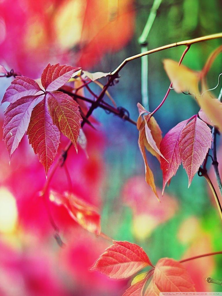colorful mobile wallpaper colorful leaves 2 wallpaper 768×1024