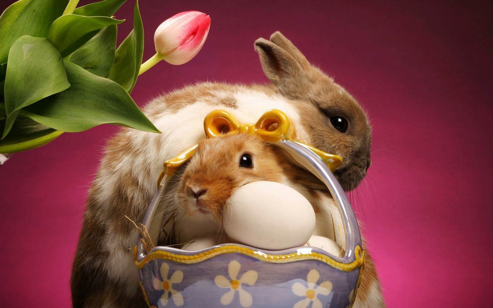Cute Rabbit Wallpaper in HD Gallery. Easter bunny image, Cute easter bunny, Easter wallpaper
