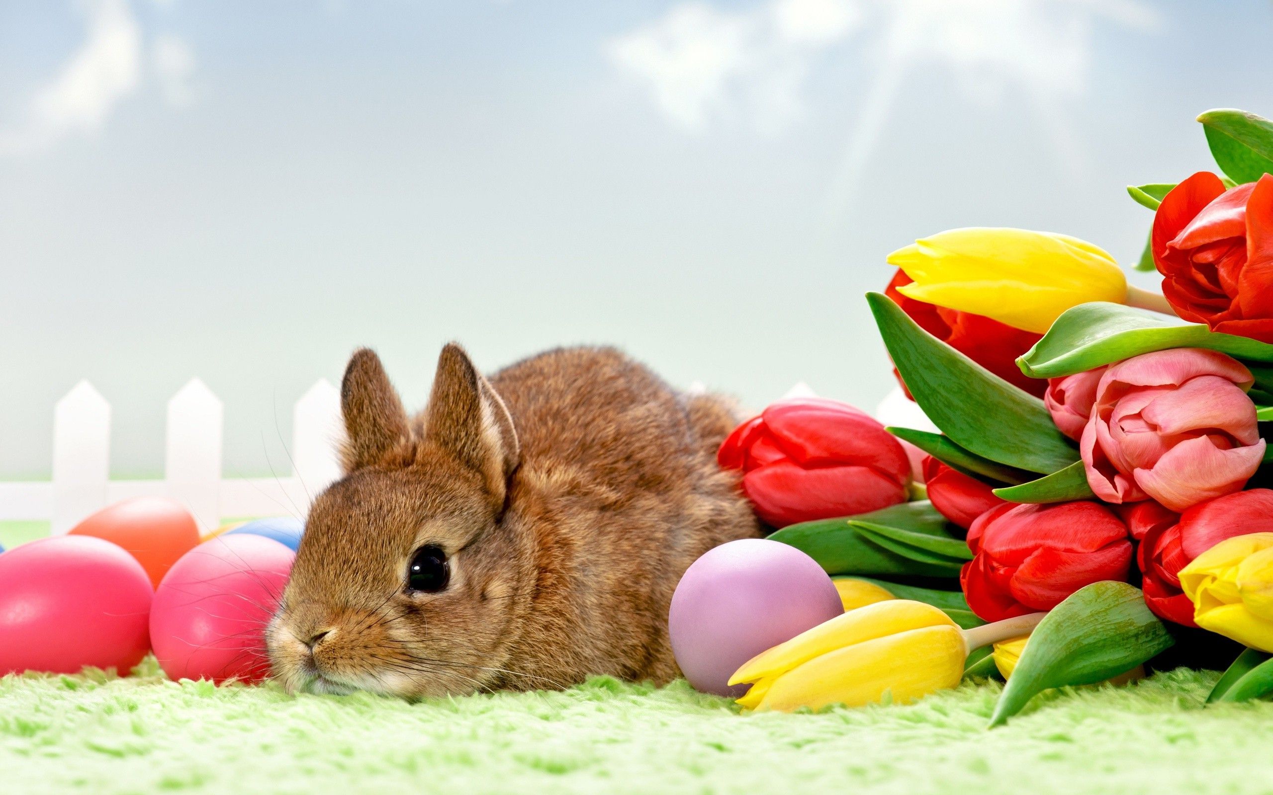 tulips, Flowers, Rabbits, Eggs, Animals, Easter Wallpaper HD