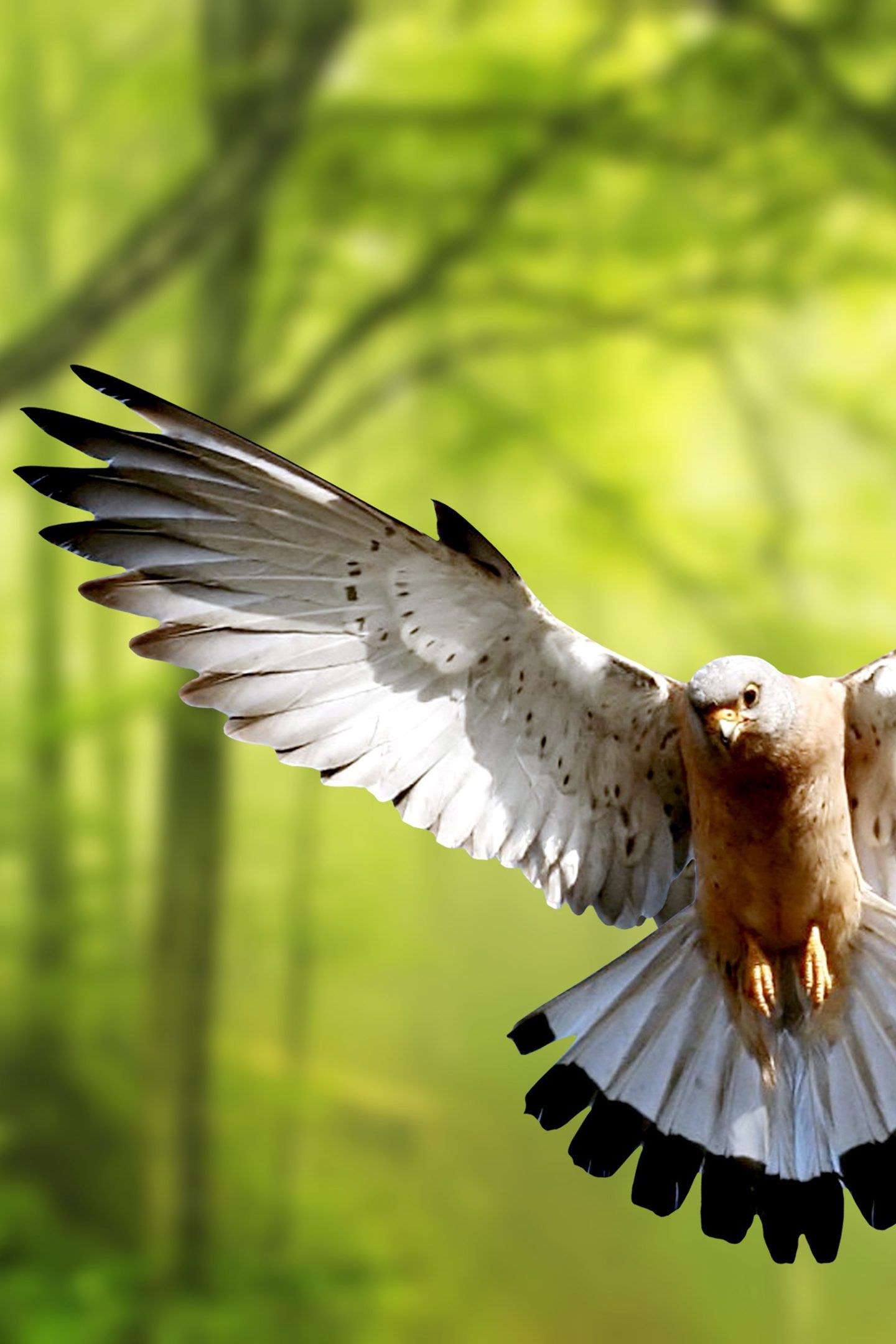 Mobile - Morning Image Nature Free Download, Download