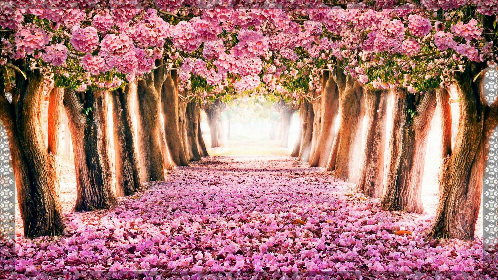Spring, Hd, Natural, Pink, Tree, Wallpaper, Nature