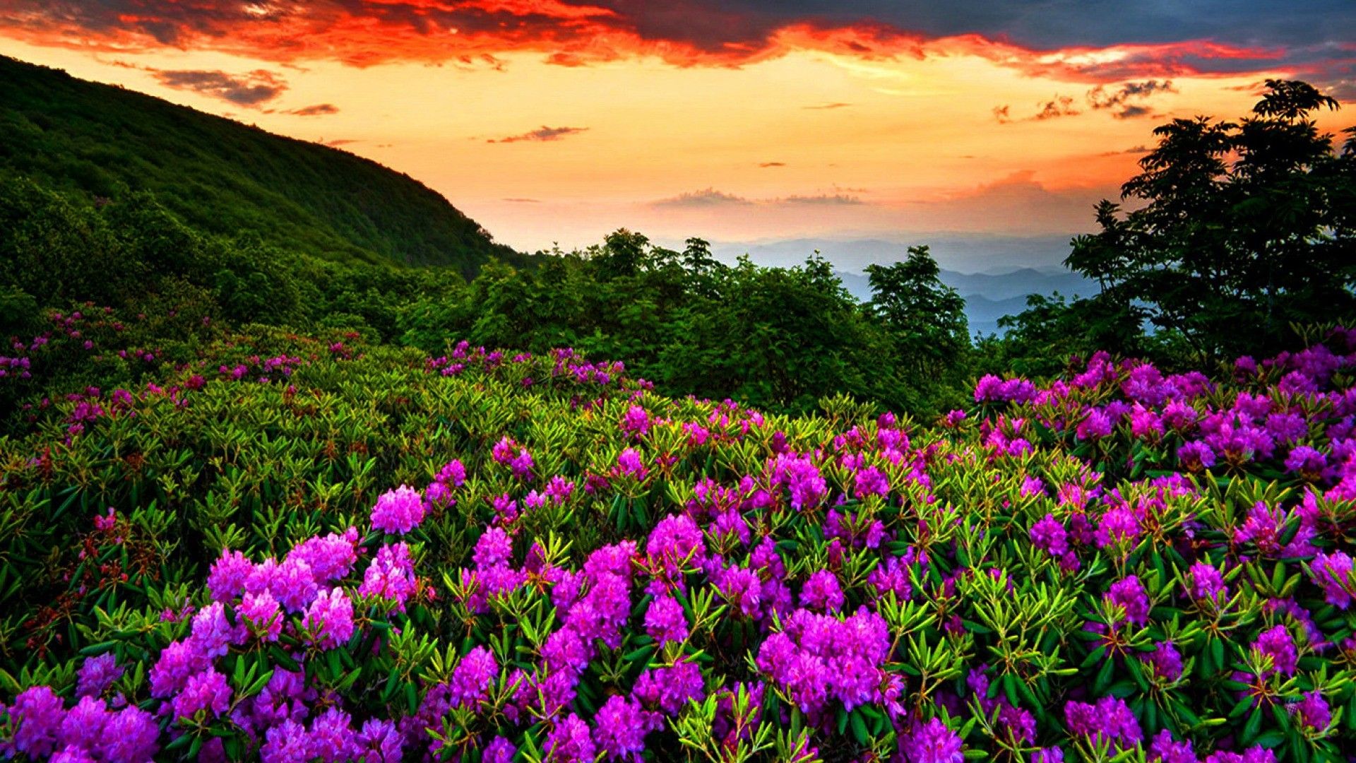 Free download Beautiful nature spring [1920X1080] wallpaper