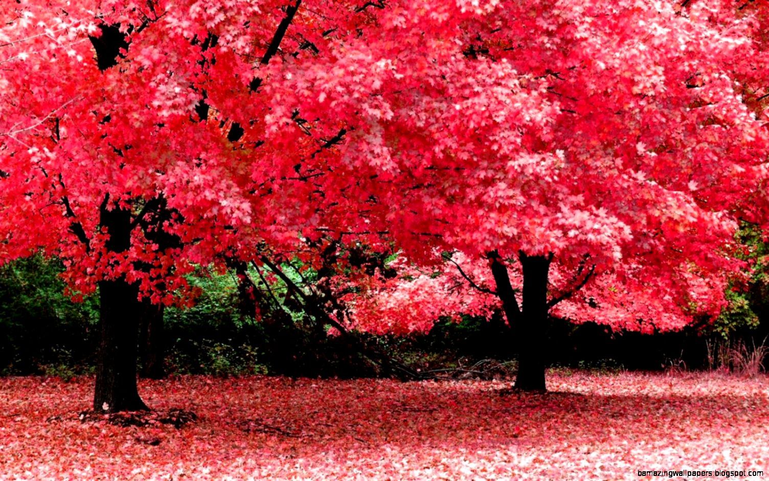 Nature Picture Spring