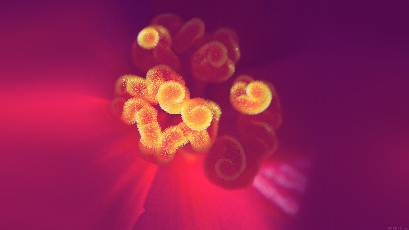 Flower Purple Zoom Beautiful Nature Spring Wallpaper