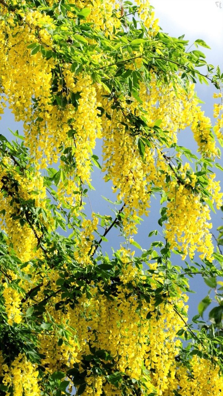 nirvan spring wallpaper nature s11 note 66 720x1280 3330000004