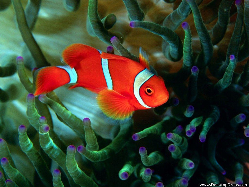 Desktop Wallpaper Animals Background Red Fish