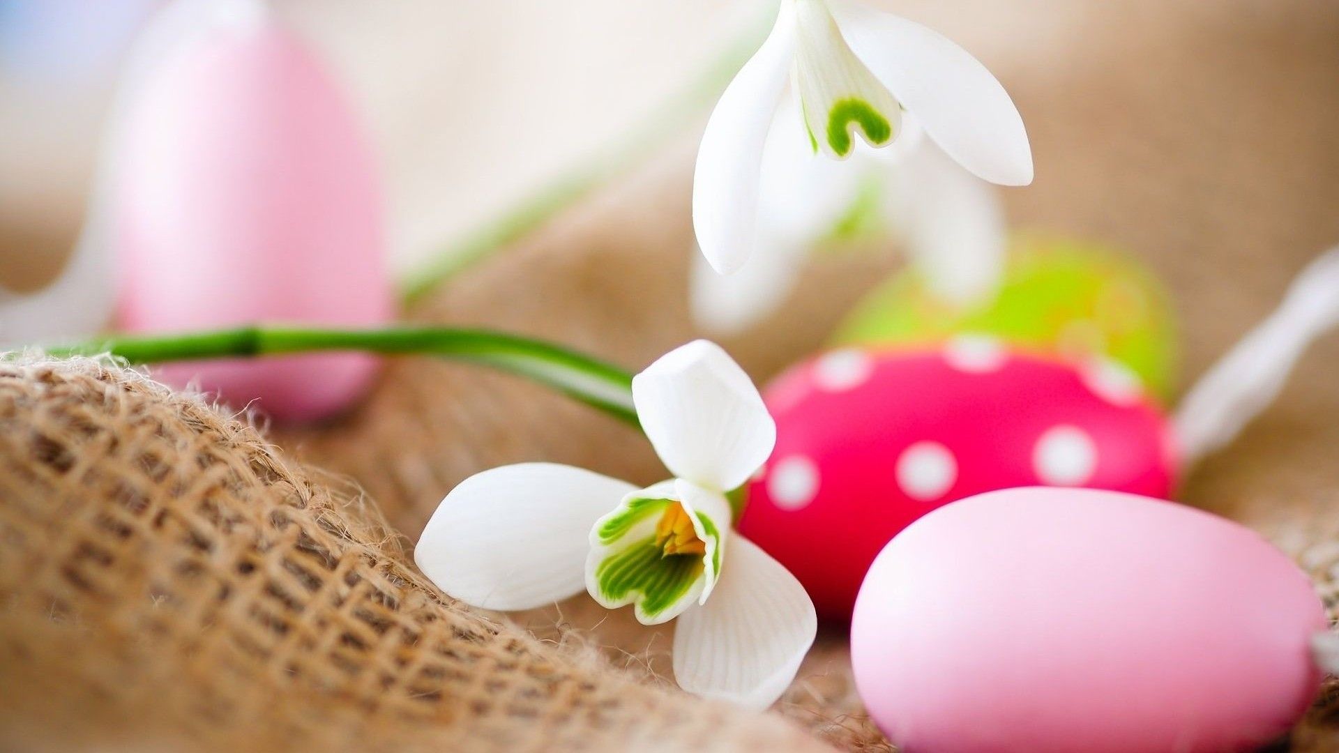 A collection of 25 Easter HD Wallpaper to get you in the Easter