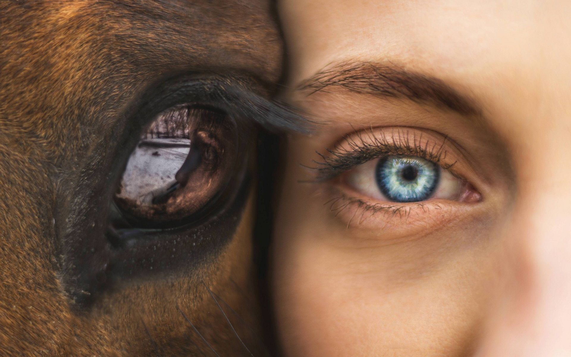 #closeup, #eyes, #reflection, #blue eyes, #horse, #women