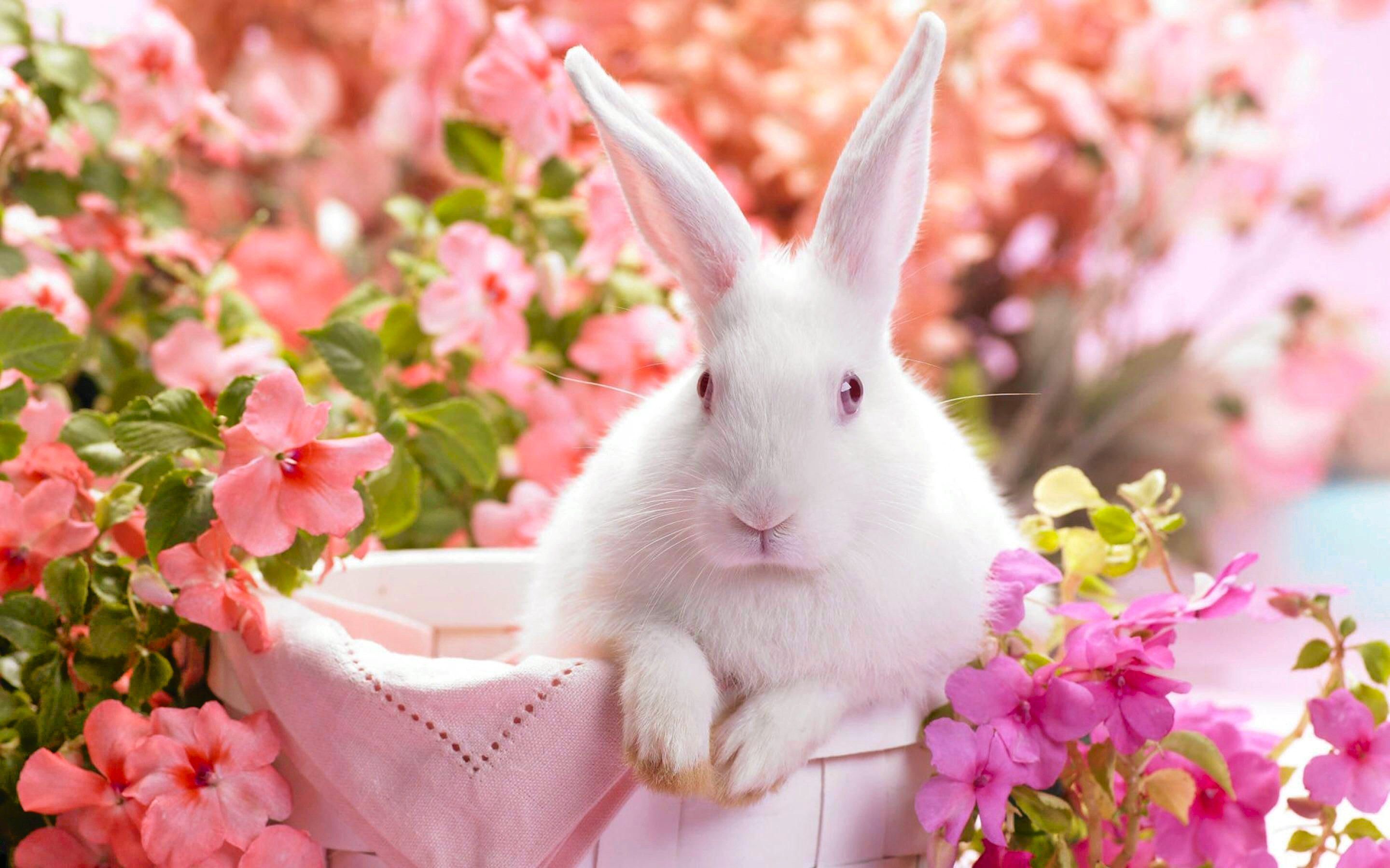 Bunny in Basket HD Wallpaper