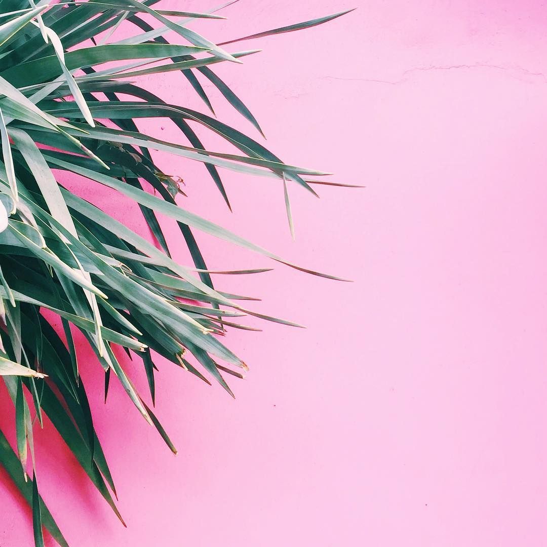 allison norton instagram. Pink wallpaper background, Pink
