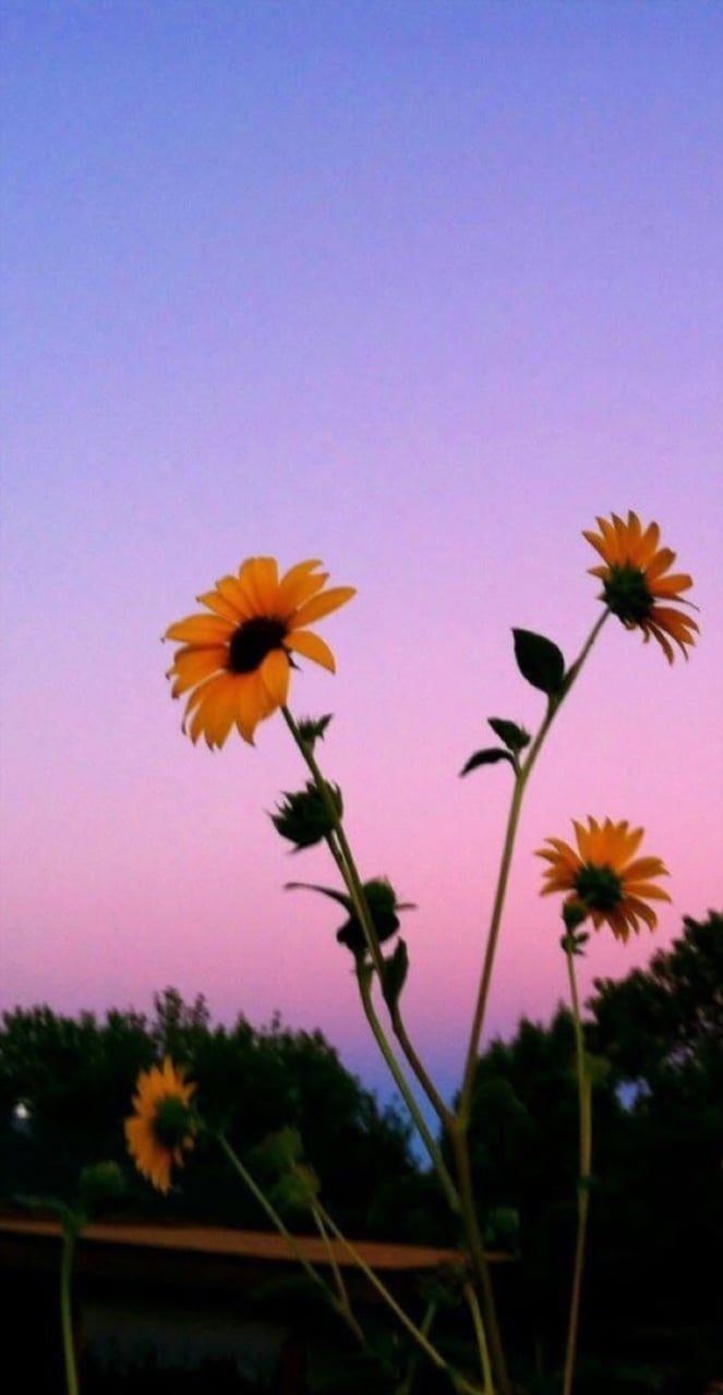 Aesthetic Tumblr Wallpaper Sunflower, HD Wallpaper & background