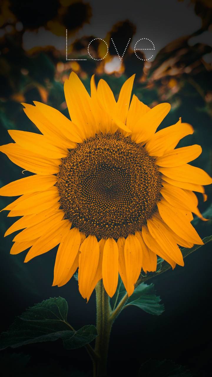 Sunflower Aesthetic Wallpapers - Wallpaper Cave