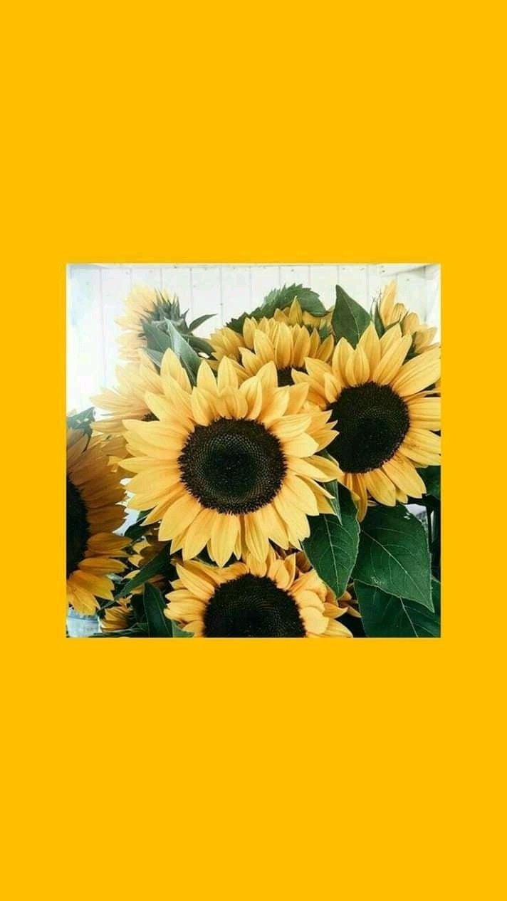 Aesthetic Sunflowers Wallpapers - Wallpaper Cave