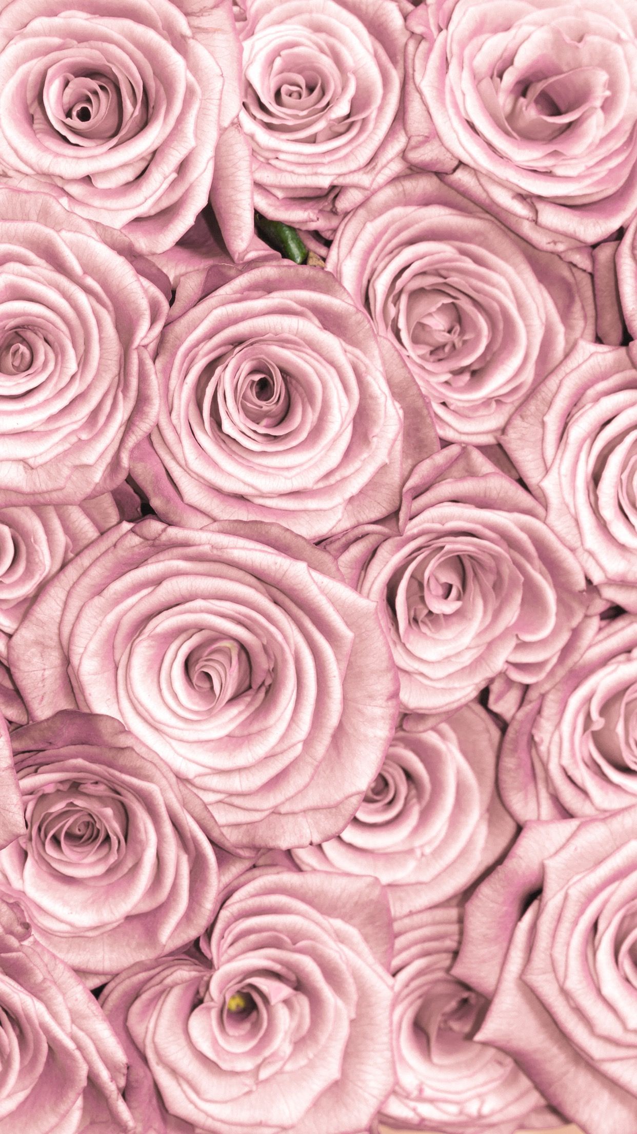 Bright Pink Rose Closeup Wallpaper  iPhone Android  Desktop Backgrounds