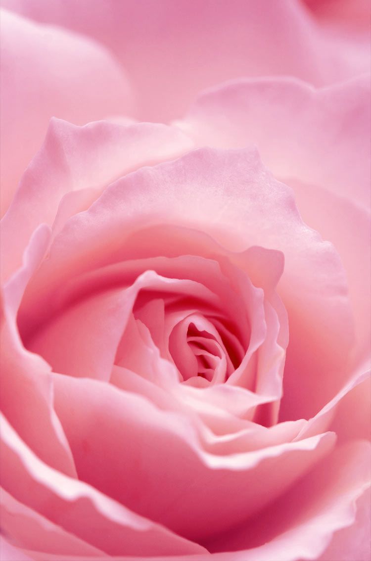 Light Pink Rose Flower iPhone HD wallpaper