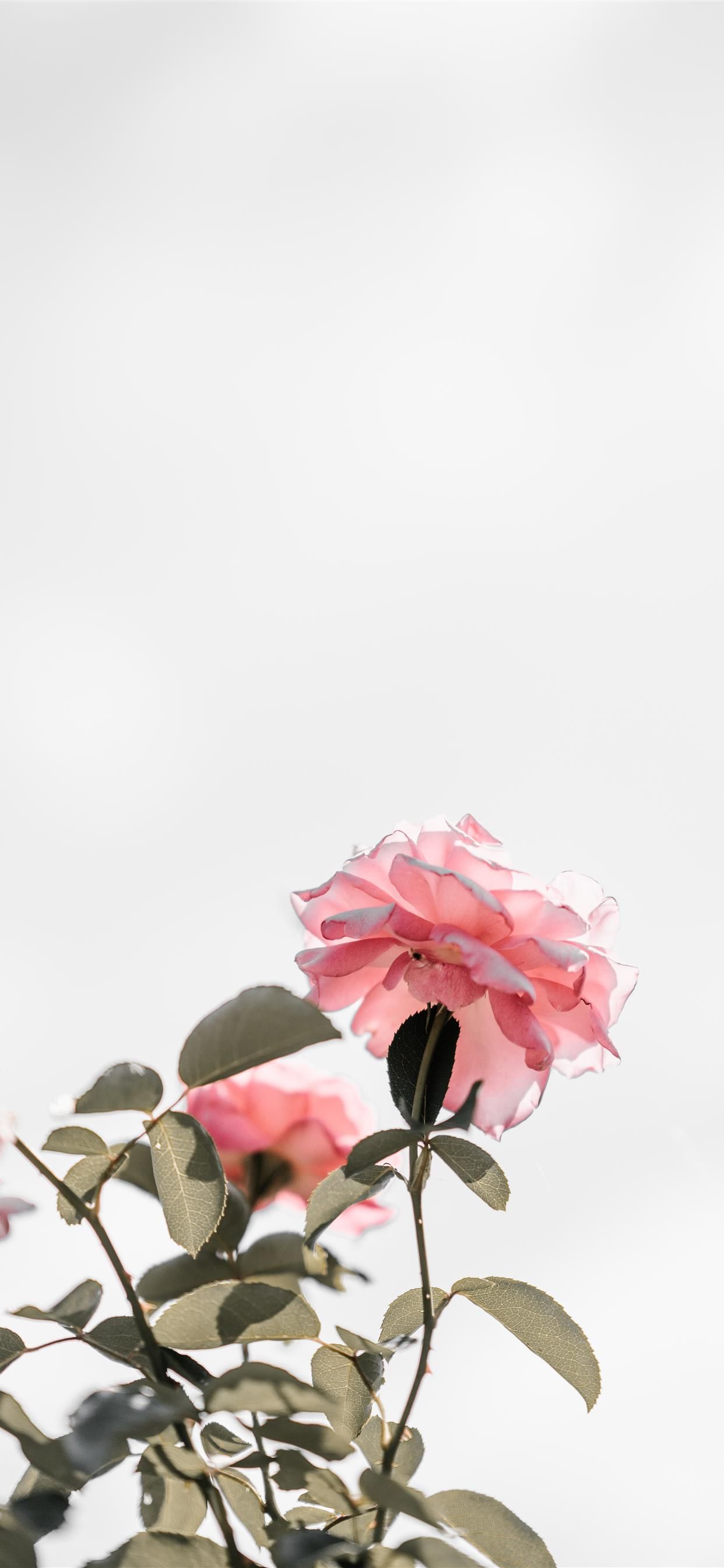 Pink roses with blank space light iPhone X Wallpaper Free Download