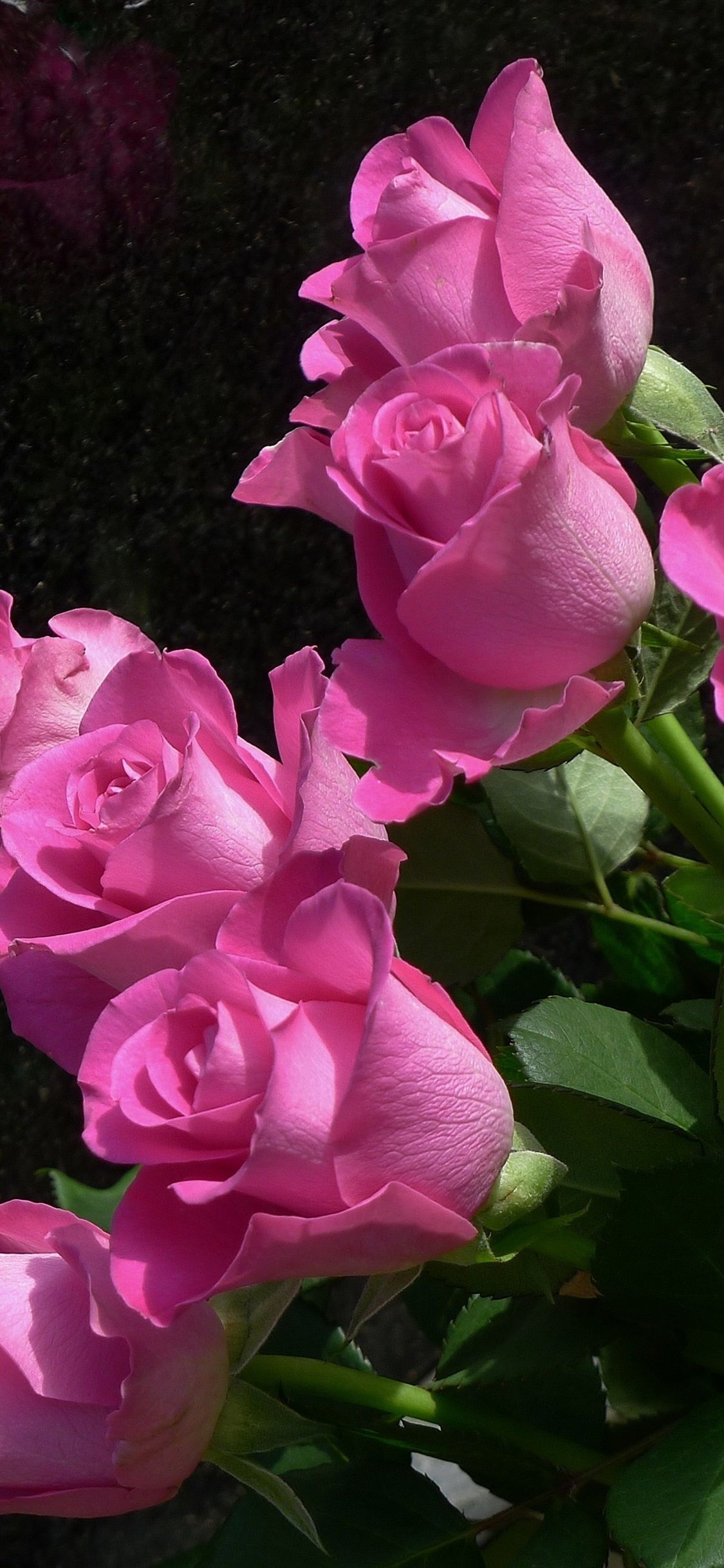 Light Dark Pink Roses With Black Stones And Water Drops 4K HD Rose  Wallpapers  HD Wallpapers  ID 62937