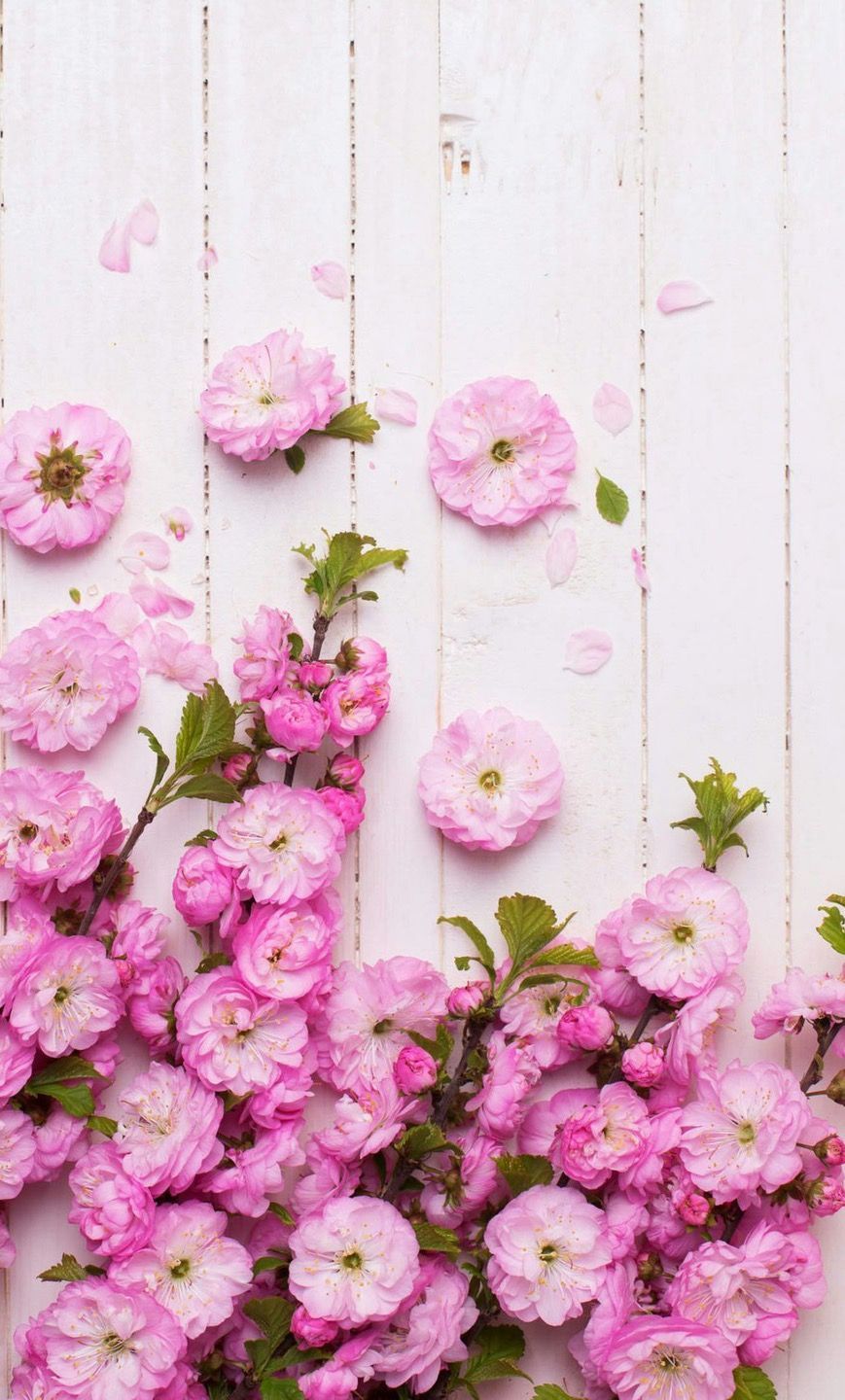 Pink Rose iPhone Wallpapers - Wallpaper Cave