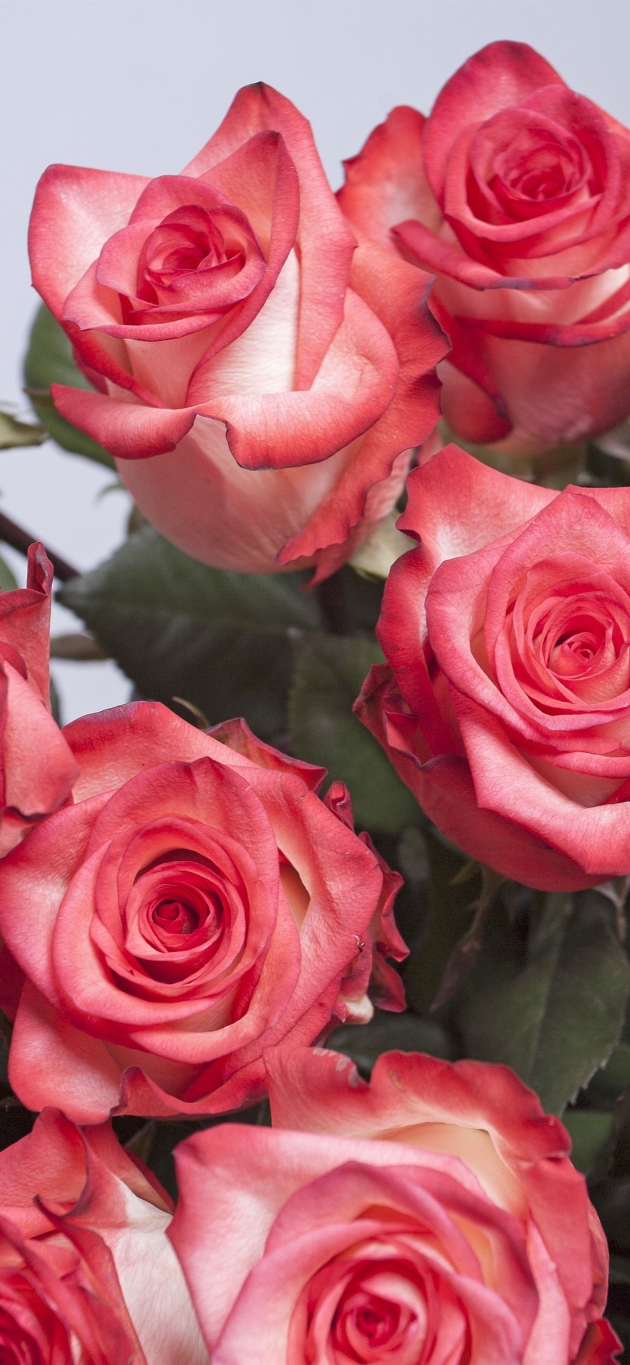 Most Beautiful Rose Flowers Wallpapers Wallpapersafari