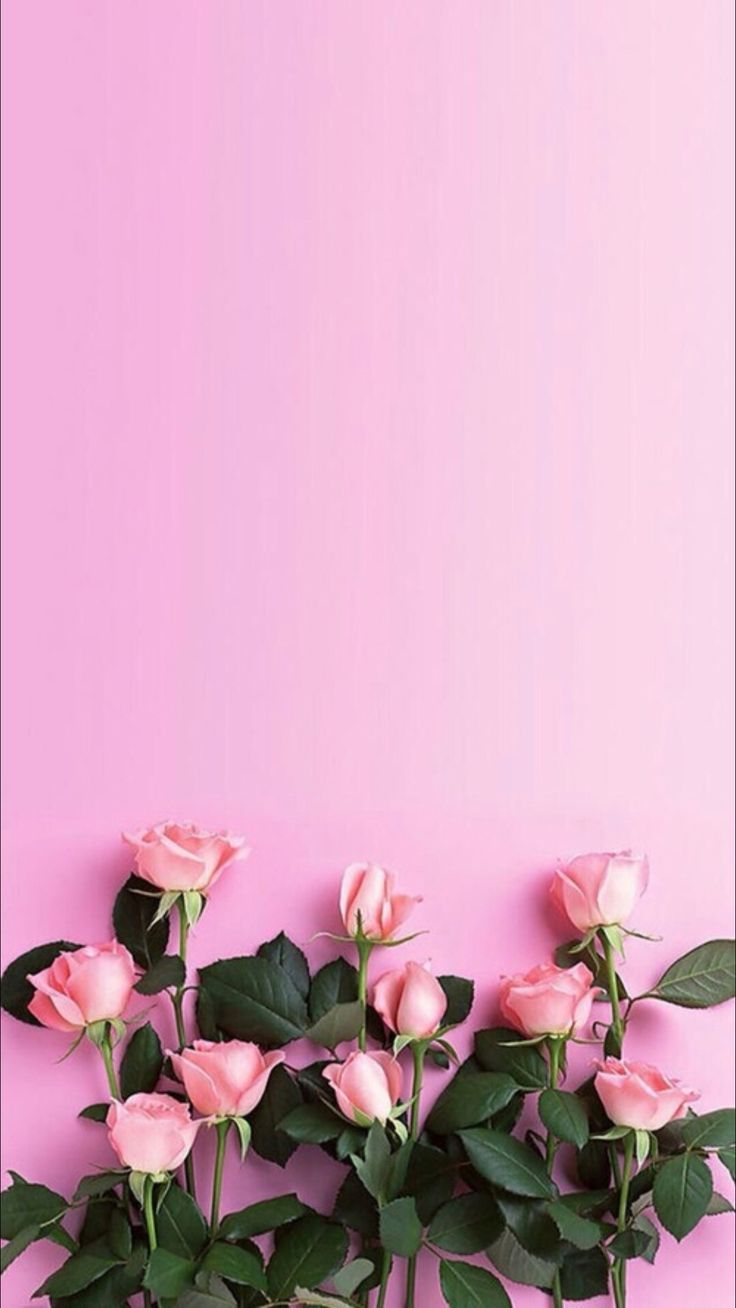 Pink Roses Download More Floral iPhone Wallpaper Rose