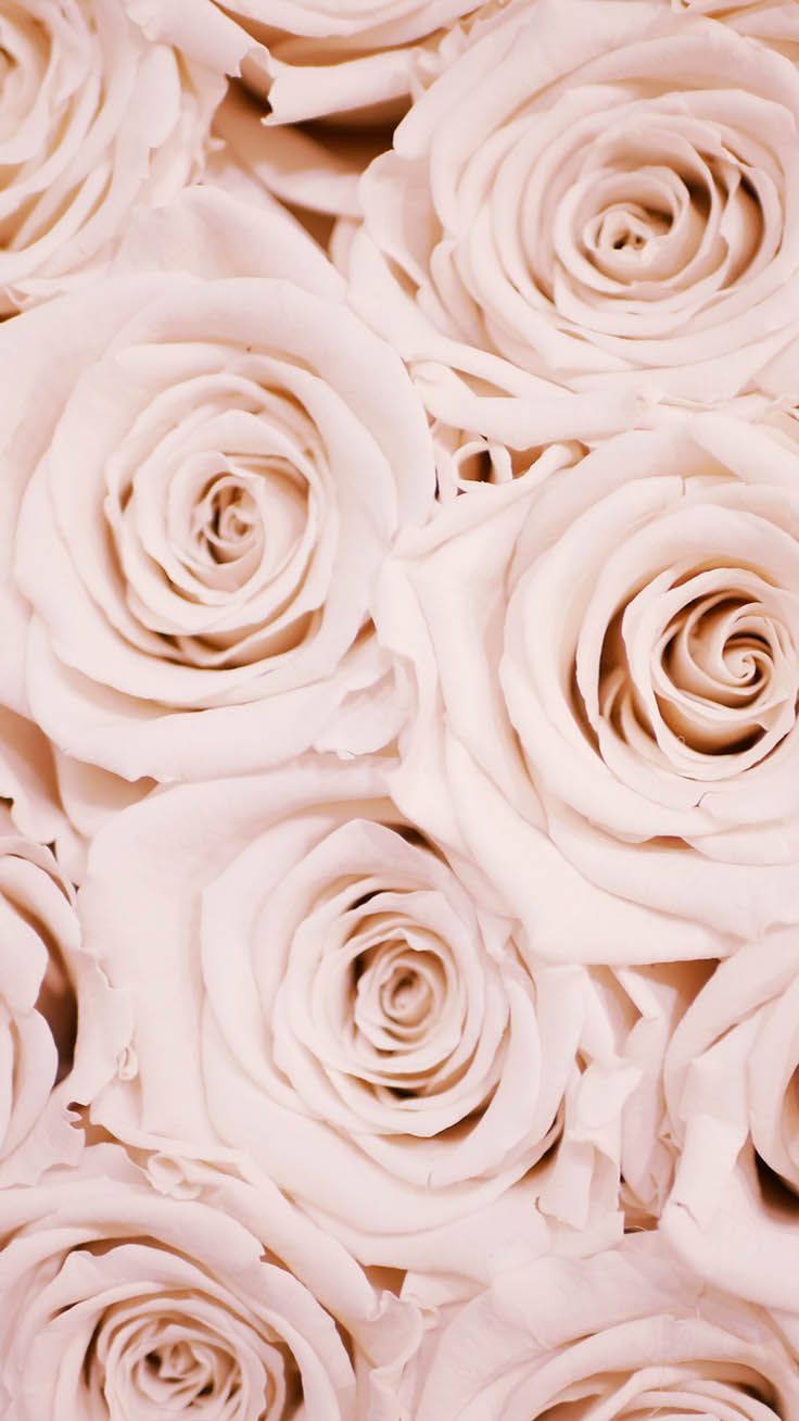 Romantic Roses iPhone X Wallpaper. Rose gold wallpaper, Pink