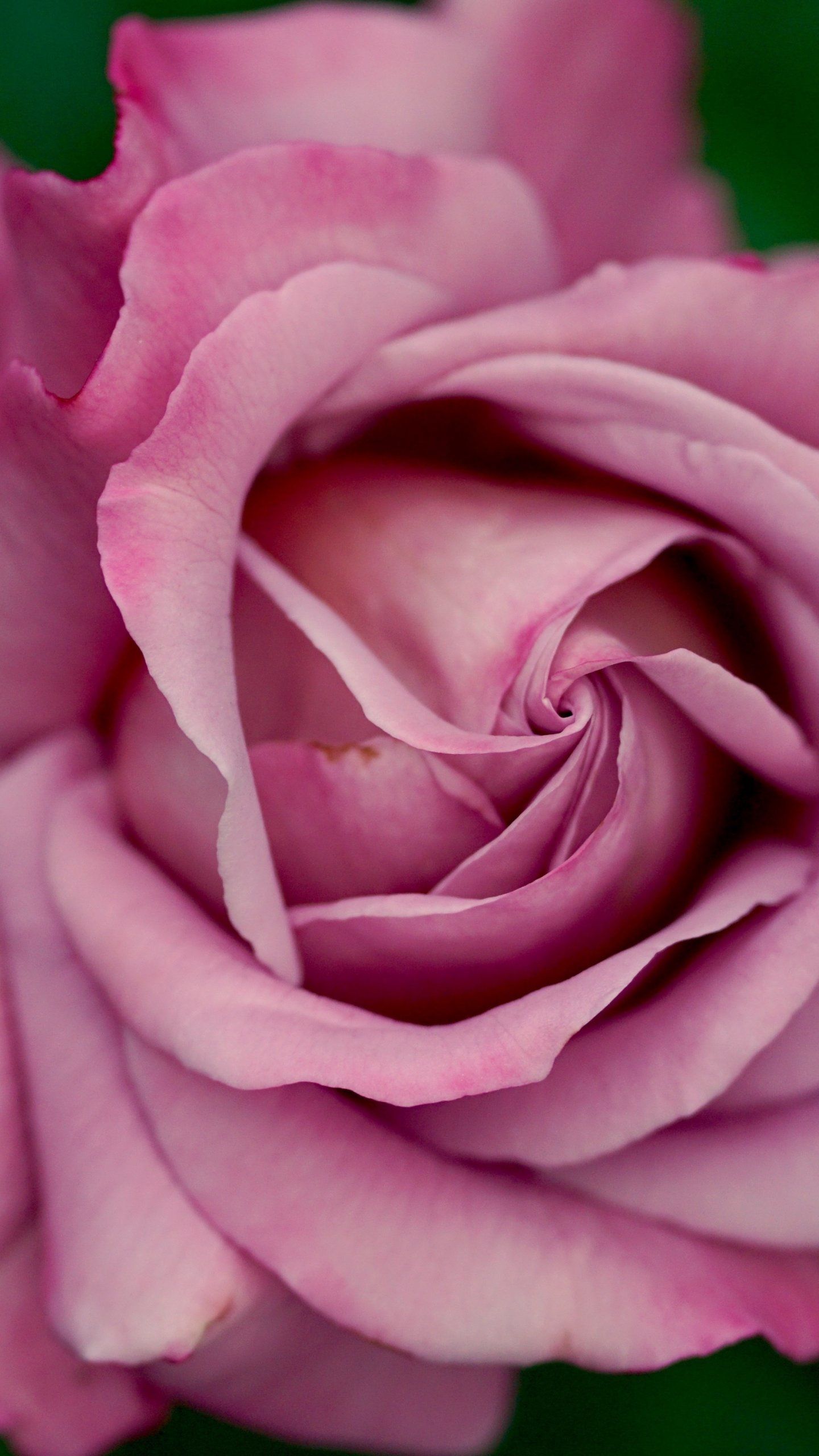 Dusty Pink Rose Wallpaper, Android & Desktop Background