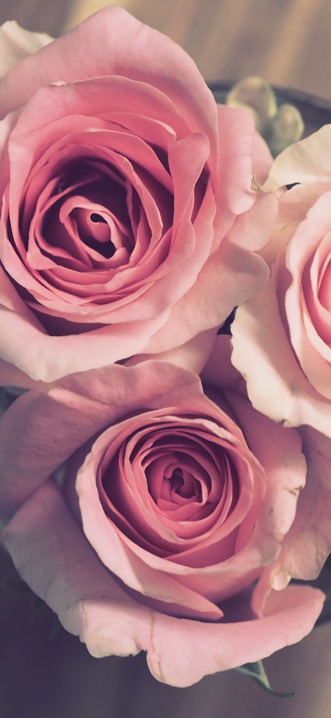 Download 1125x2436 wallpaper bouquet, pink roses, bloom, iphone x