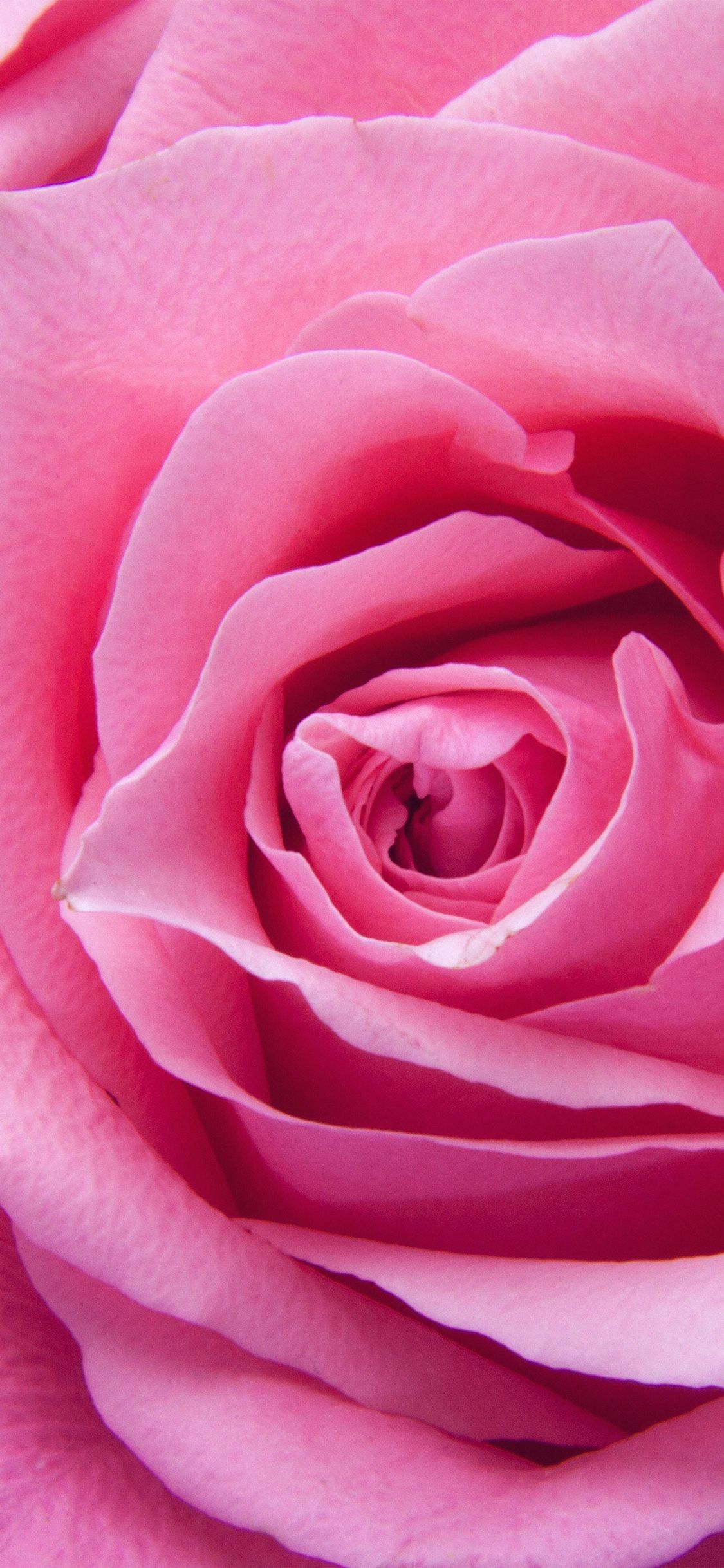 iPhone X wallpaper. flower pink rose