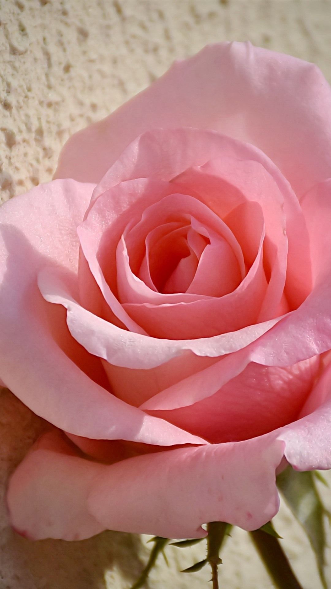 One Pink Rose Close Up, Flower 1080x1920 IPhone 8 7 6 6S Plus