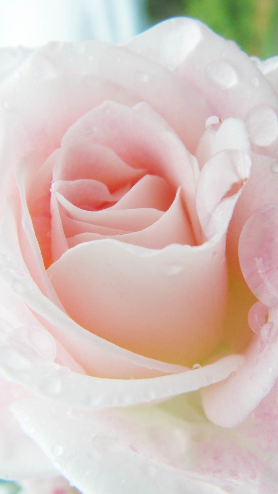 Bright Pink Rose Macro iPhone 8 Wallpaper Free Download