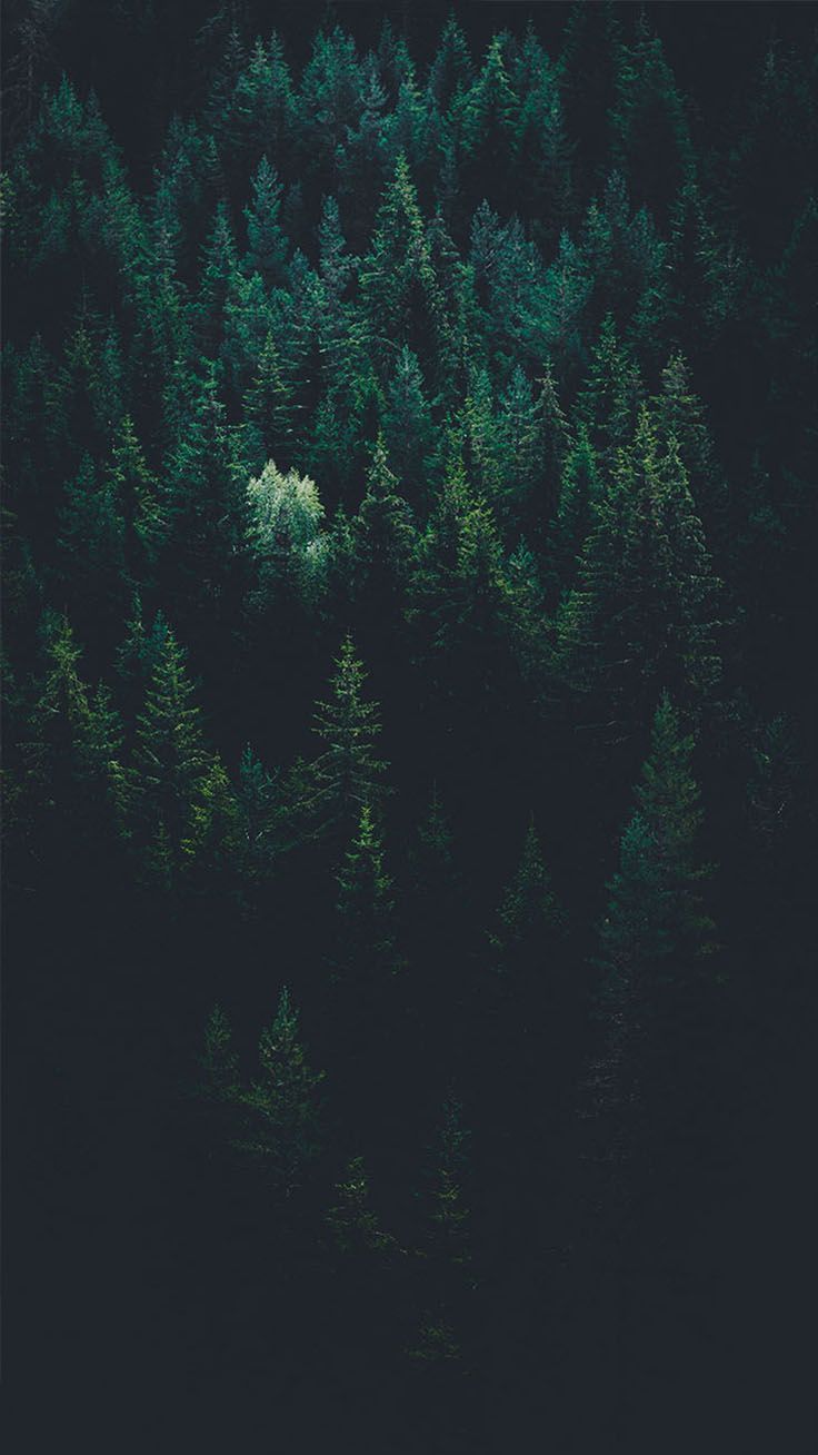 Dark Forest iPhone Wallpaper Free Dark Forest iPhone