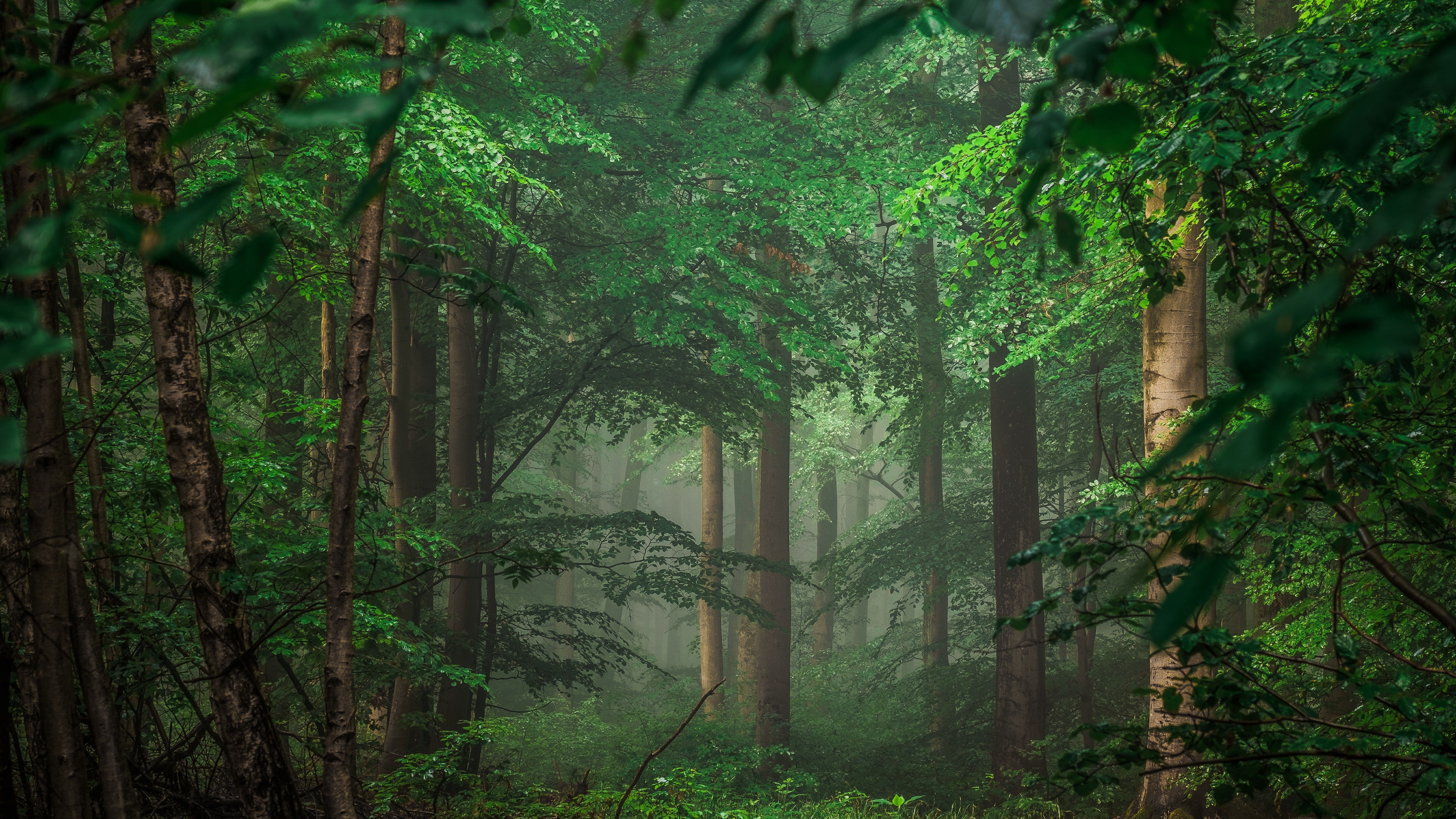 vegetation #forest k #tree green leaves 8k uhd #green #woodland #nature green forest deep forest #branch K #wal. Forest illustration, Wallpaper, Sale artwork