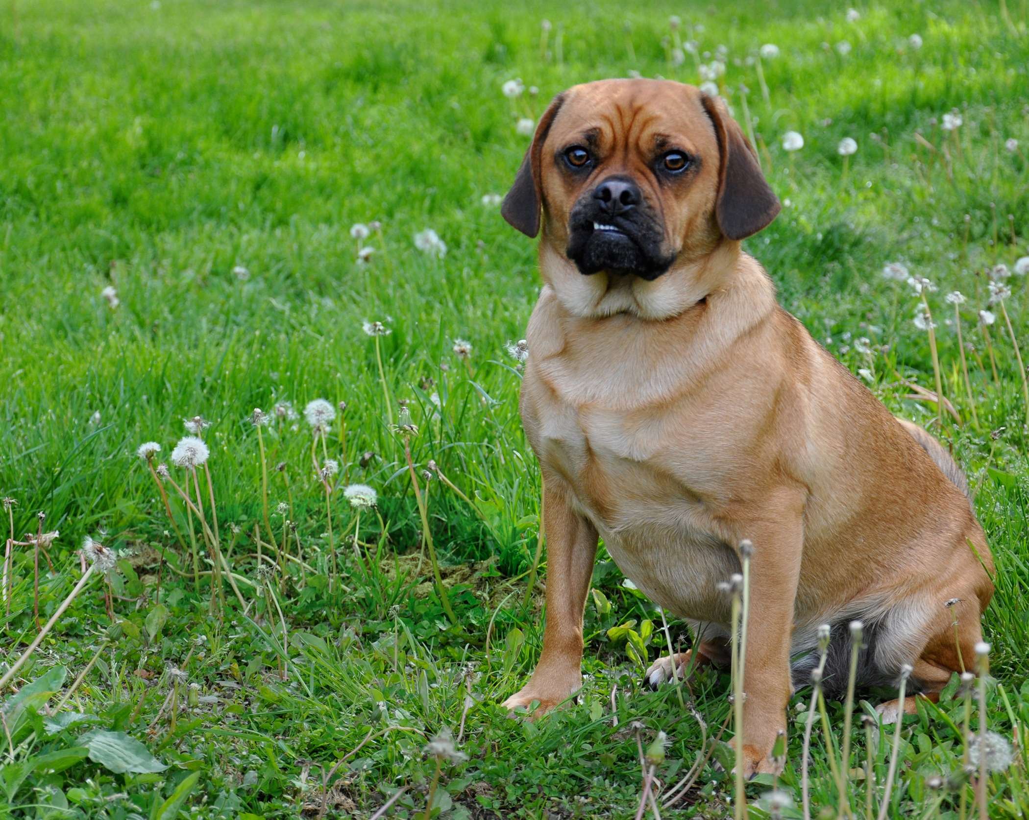 Puggle wallpaper free HQ online Puzzle Games