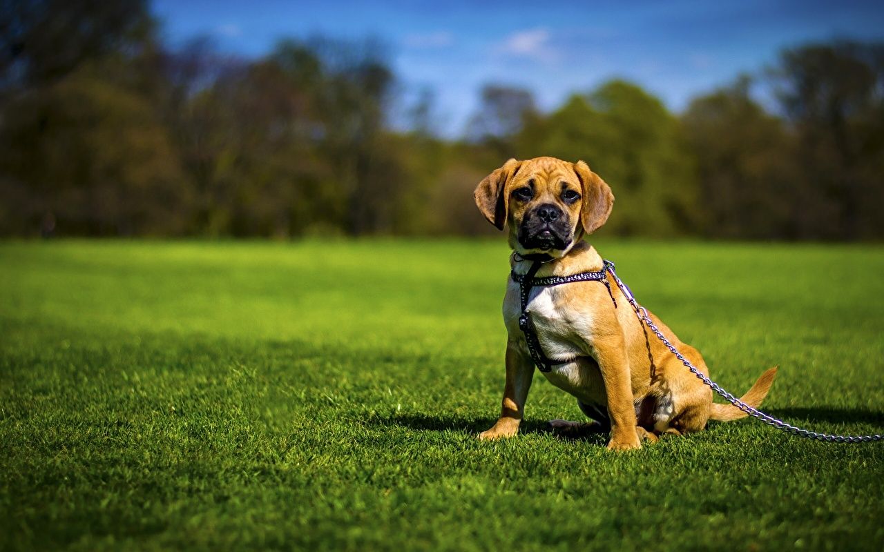 Puggle wallpaper free HQ online Puzzle Games