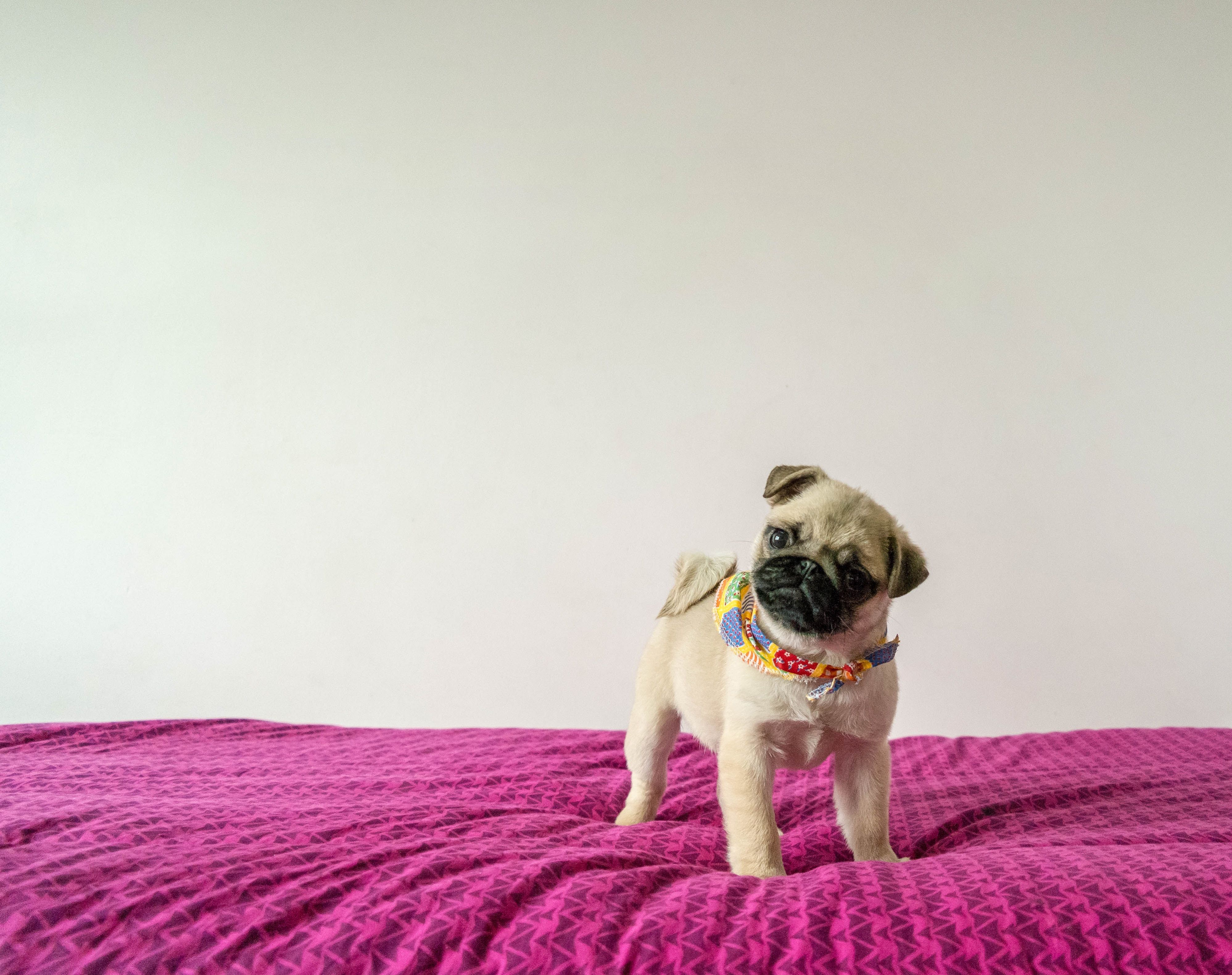 Pug Wallpaper: Free HD Download [HQ]