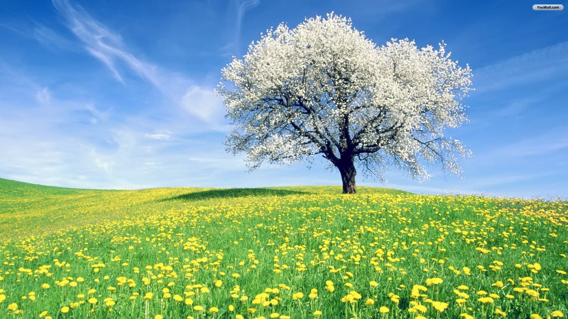 spring tree trees, Nature tree, Landscape