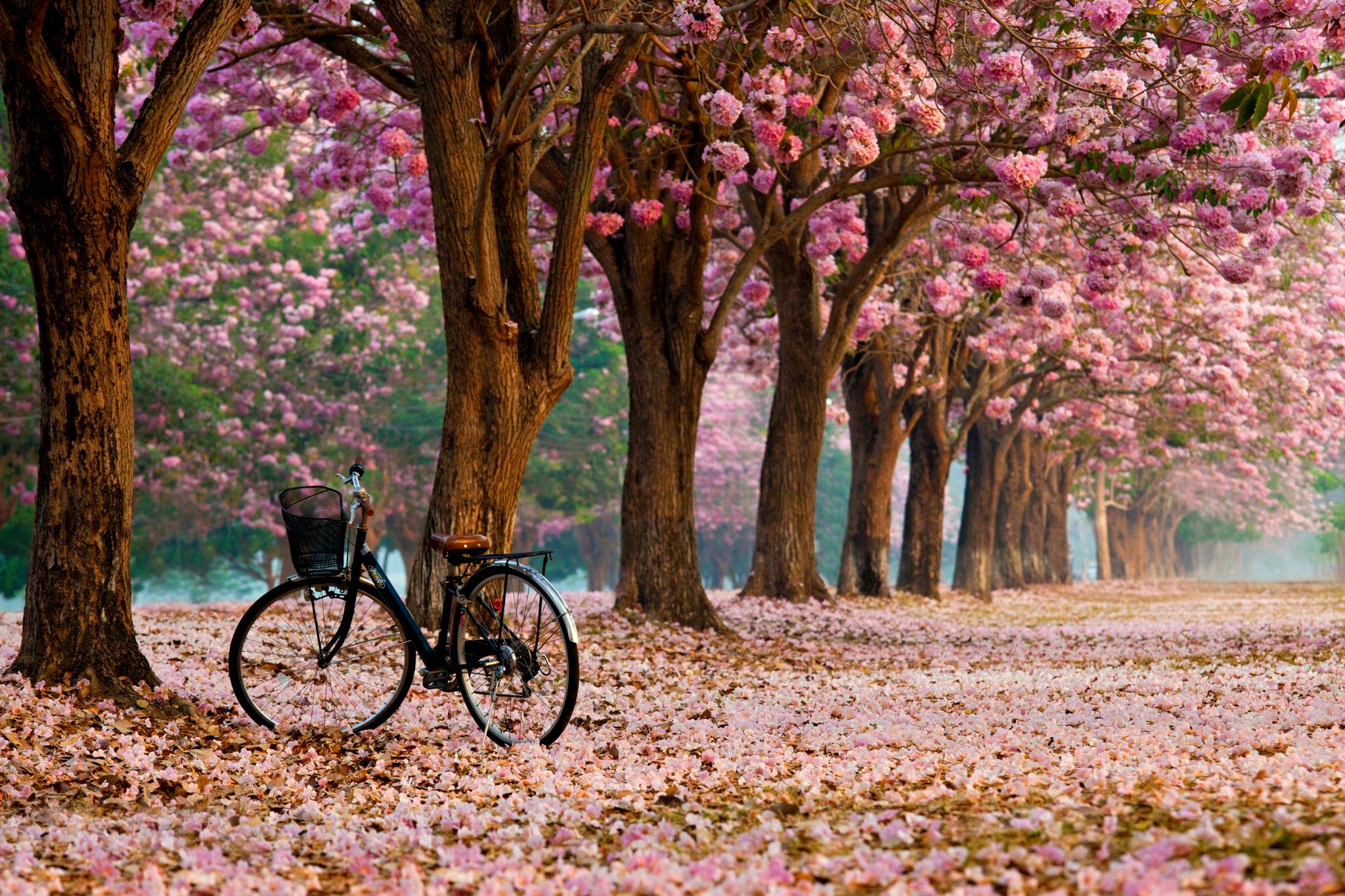 spring, bike, bicycle, trees, pink flowers, petals, spring time