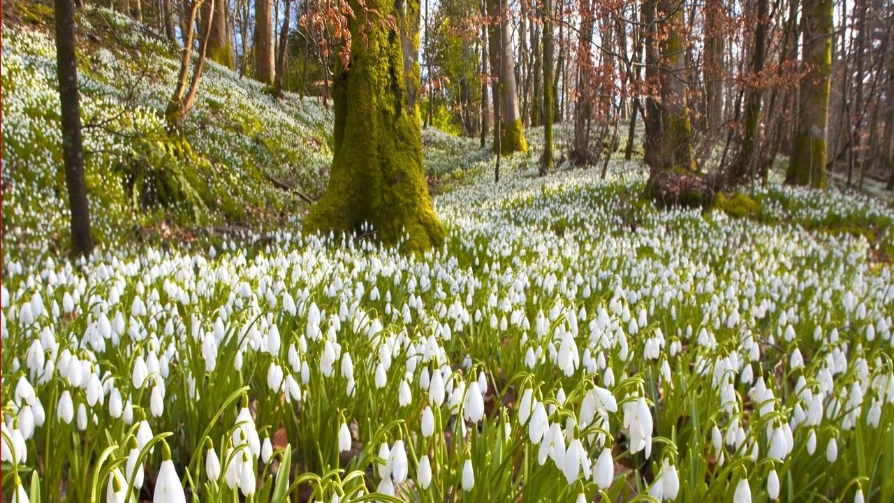 Download wallpaper 1280x720 snowdrops, flowers, grass, trees