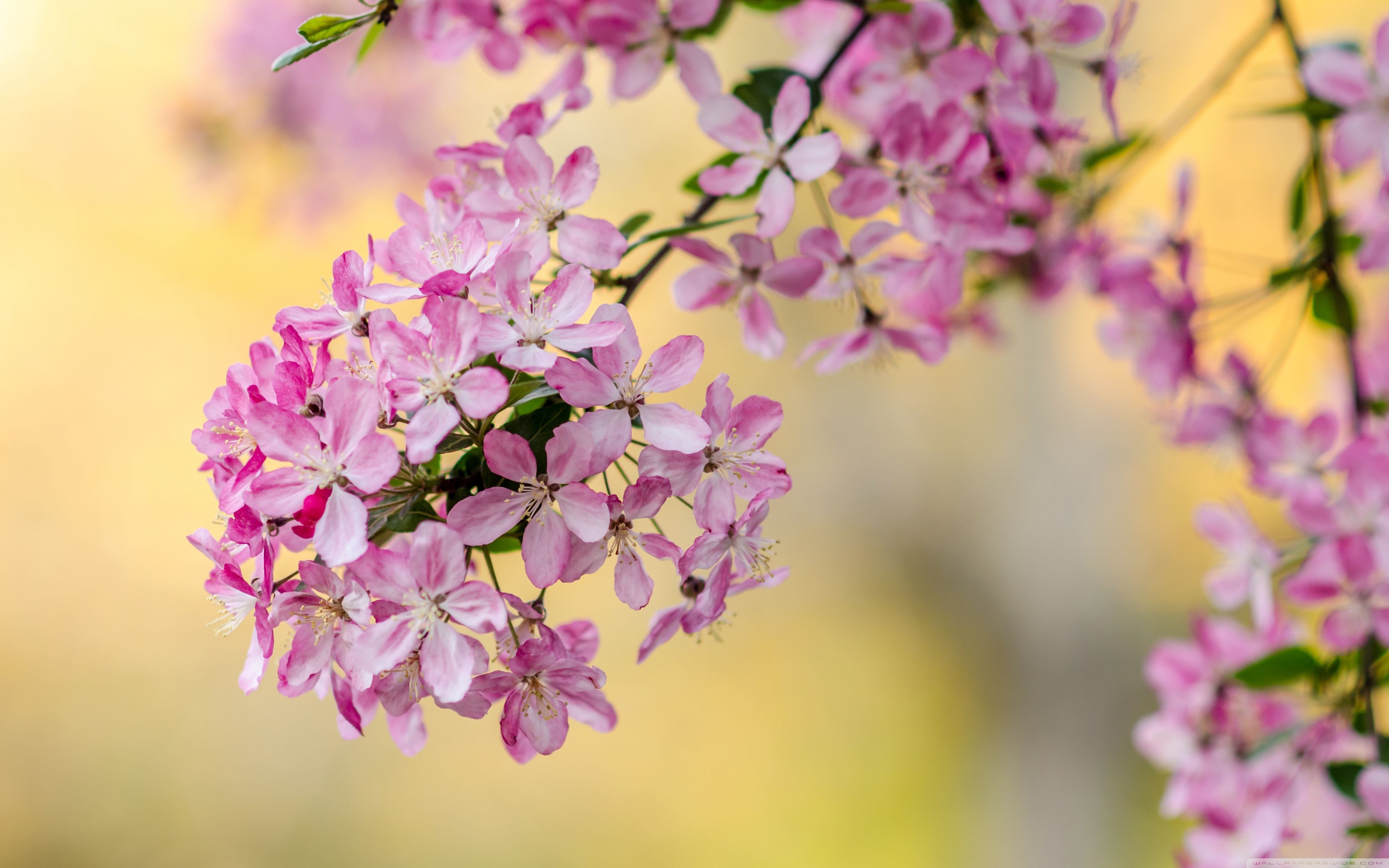 Cute Spring Tree Blossom Ultra HD Desktop Background Wallpaper