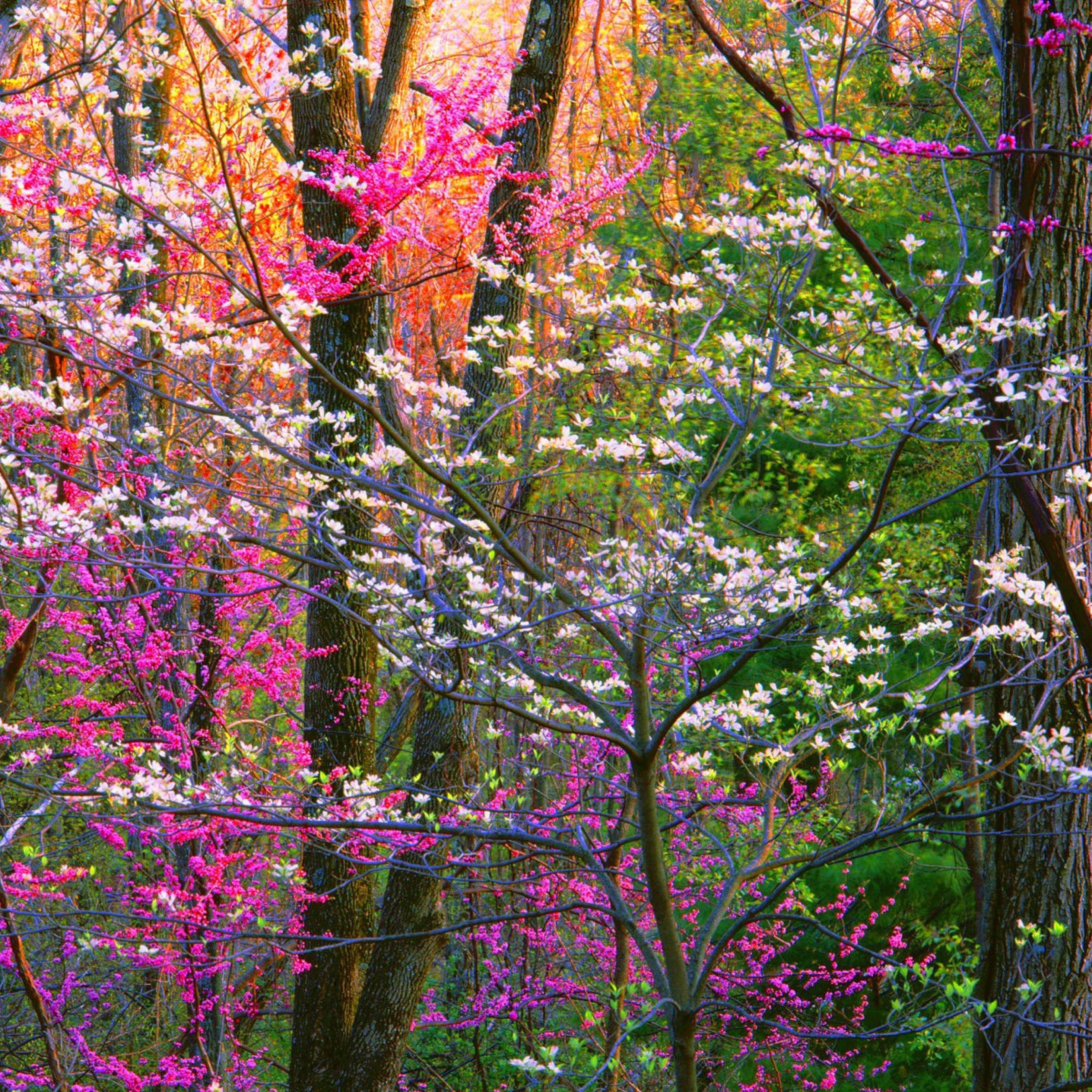 Spring Forest Trees HD Wallpaper (2932x2932)