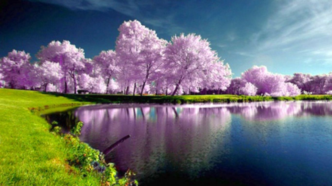 HD Spring Wallpaper, Purple Tree HD Spring