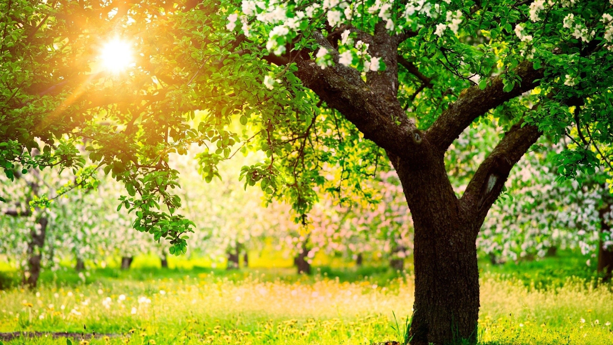 Fruit Trees Spring 2560x1440 Download High Definiton Wallpaper