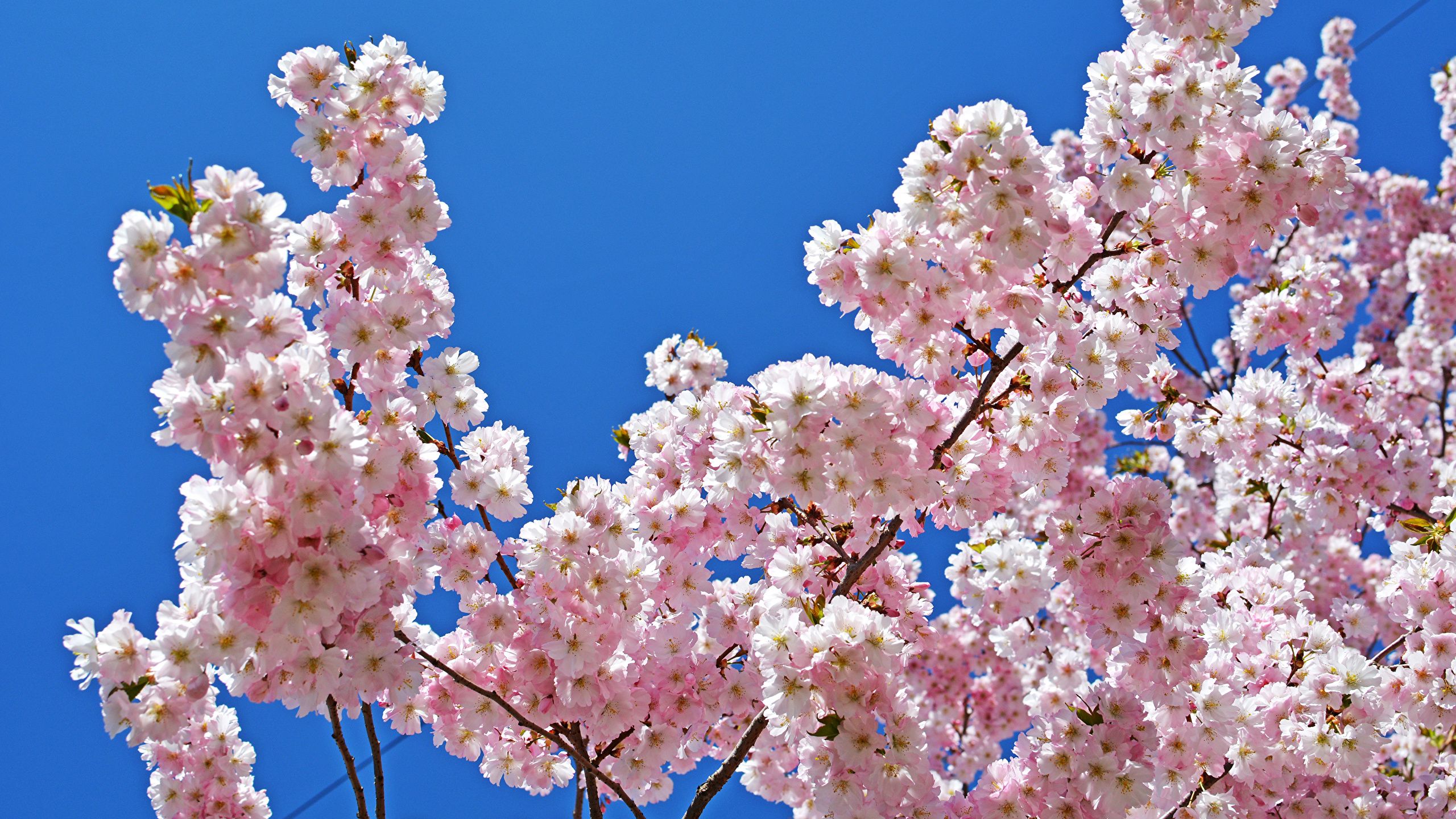 Desktop Wallpaper Spring flower Branches Flowering trees 2560x1440