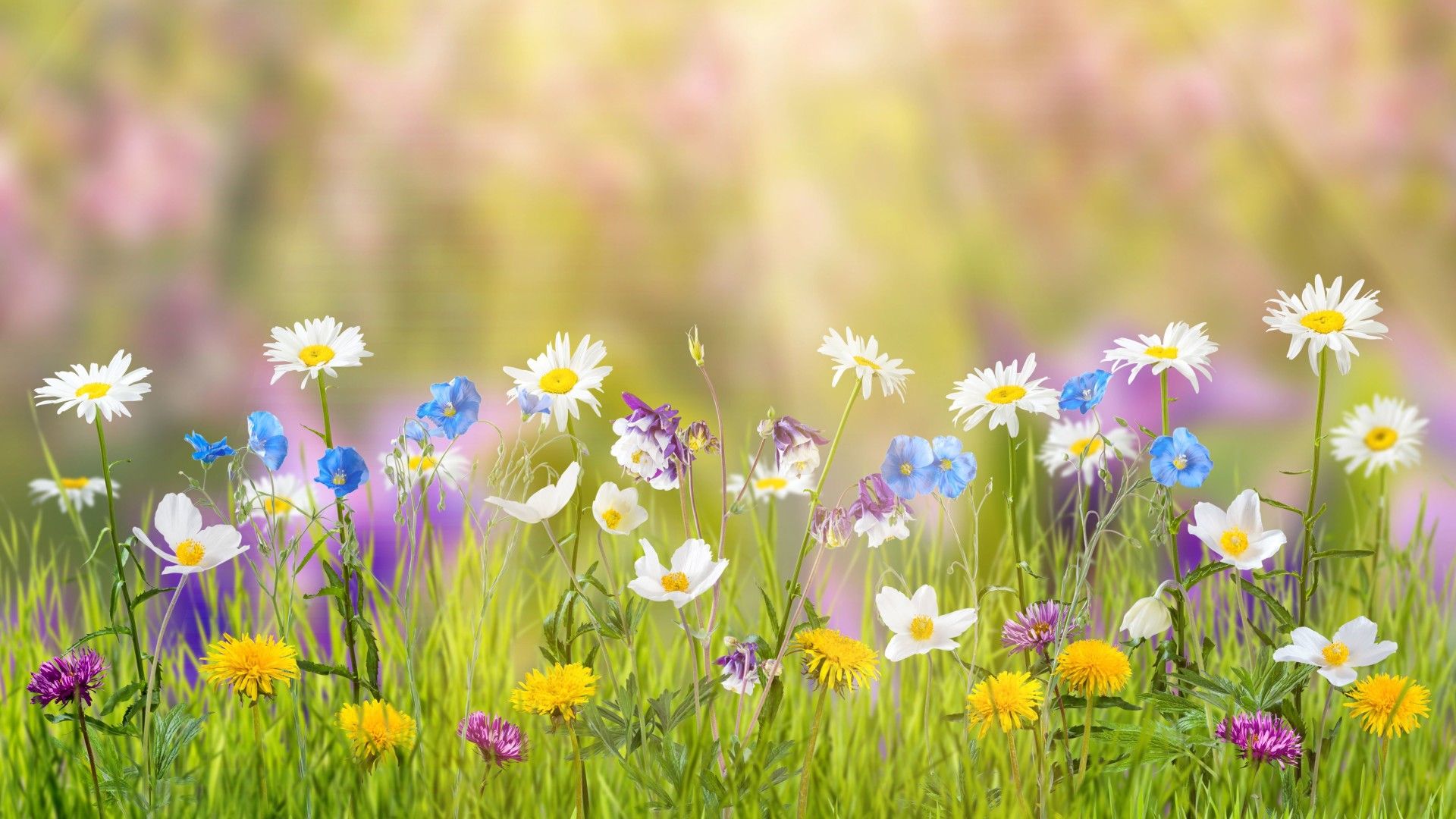 Spring Laptop Full HD 1080P HD 4k Wallpaper, Image, Background, Photo and Picture