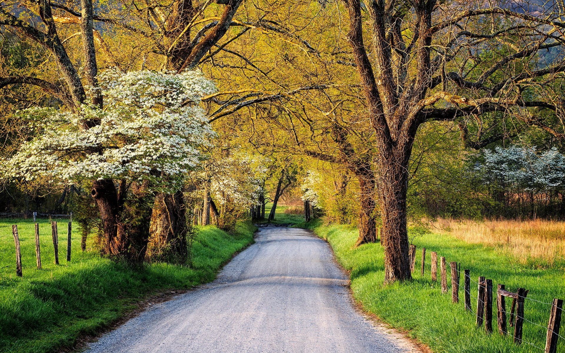 Country Road in Springtime HD Wallpaper. Background Image
